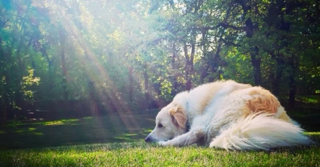 Why I wrote It's a Wonderful Dog (an image of my Great Pyrenees, Enzo)