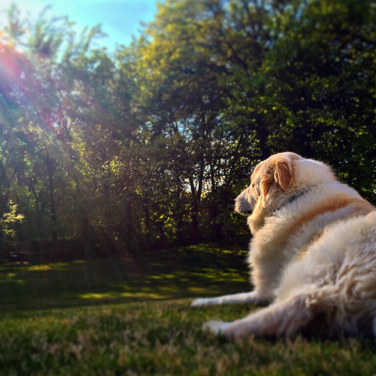 A fluffy Great Pyrenees dog rests peacefully on a grassy hill, gazing into the sunlight streaming through tall green trees on a warm day.