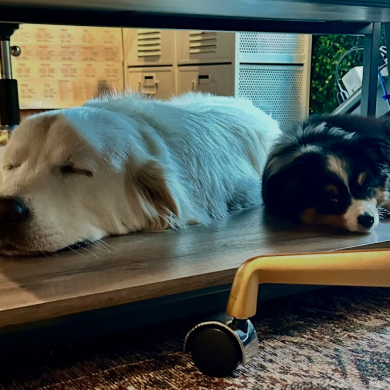 Get life lessons from two dogs lying under a desk, sleeping.