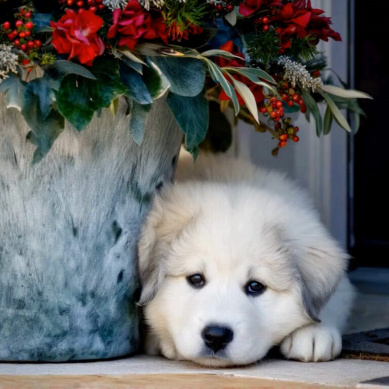 A white puppy laying a plant pot with red flowers. rrive-the-Way-We-Expect