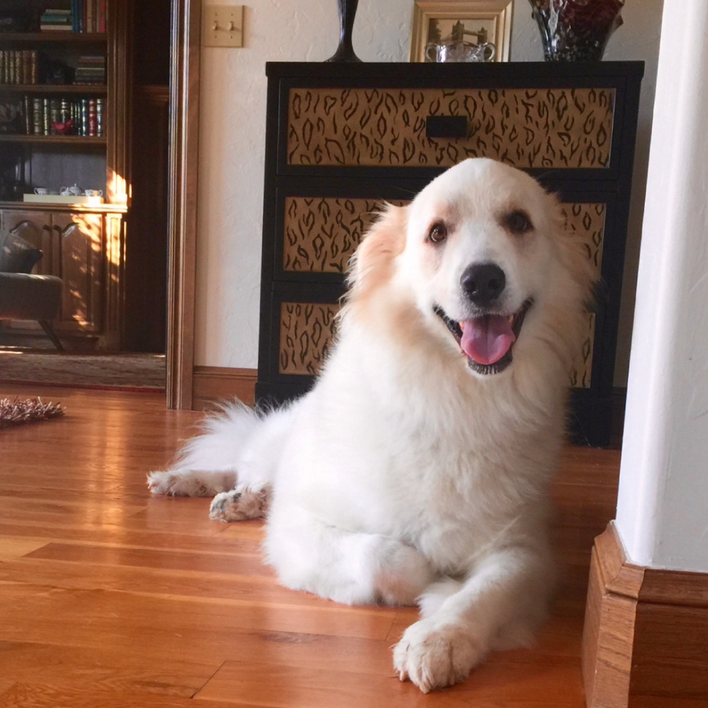 A photo of a Great Pyrenees laying on the floor in front of a dresser in the blog post Sun Showers, Memory, and the Fullness of Love